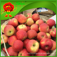 Golden Apple factory supply best quality low price apple